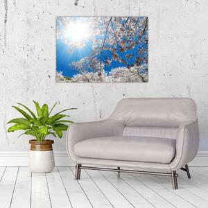 Obraz - Třešňové květy (70x50 cm)