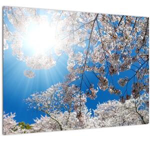 Obraz - Třešňové květy (70x50 cm)