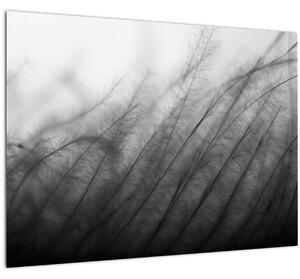 Skleněný obraz - Tráva ve větru (70x50 cm)
