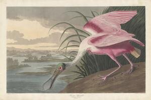 John James (after) Audubon - Obrazová reprodukce Roseate Spoonbill, 1836, (40 x 26.7 cm)