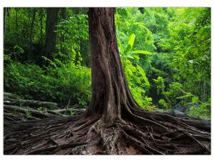 Obraz - Starý strom s kořeny (70x50 cm)