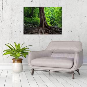 Obraz - Starý strom s kořeny (70x50 cm)