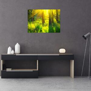 Obraz - Jarní probouzení lesa (70x50 cm)