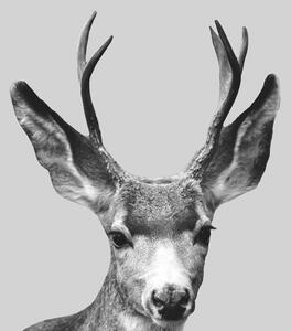 Ilustrace Grey deer, Finlay & Noa, (30 x 40 cm)