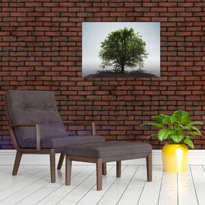 Obraz - Osamocený strom (70x50 cm)