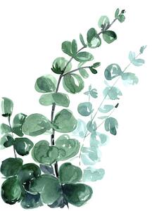 Ilustrace Watercolor eucalyptus bouquet, Blursbyai, (30 x 40 cm)