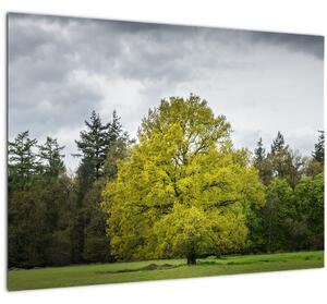 Obraz zeleného stromu uprostřed pole (70x50 cm)