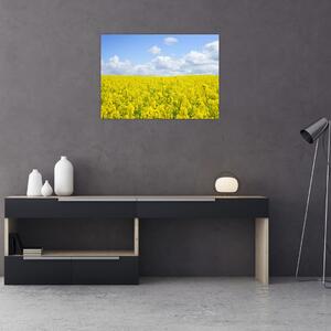 Obraz žlutého pole (70x50 cm)