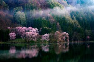 Fotografie In The Morning Mist, Takeshi Mitamura