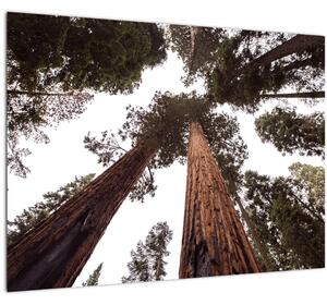 Skleněný obraz - Pohled skrz koruny stromů (70x50 cm)