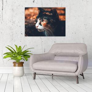 Obraz - Pohled kočky (70x50 cm)