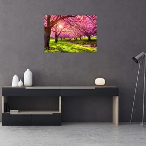 Obraz rozkvetlých třešní, Hurd Park, Dover, New Jersey (70x50 cm)