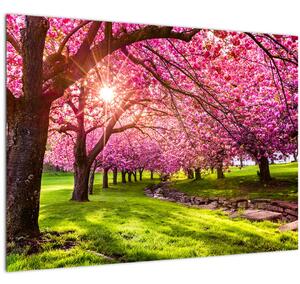 Obraz rozkvetlých třešní, Hurd Park, Dover, New Jersey (70x50 cm)