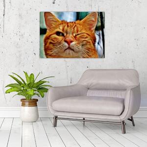 Obraz mrkající kočky (70x50 cm)