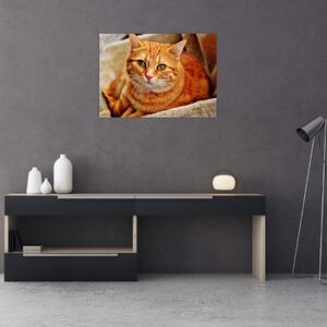 Obraz ležící kočky (70x50 cm)