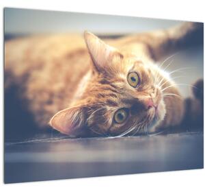 Obraz kočky na podlaze (70x50 cm)