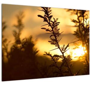 Obraz - Slunce zapadající za stromy (70x50 cm)