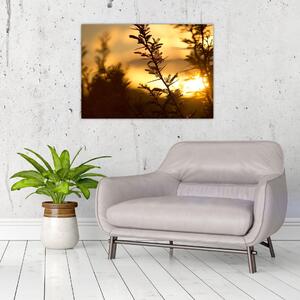 Obraz - Slunce zapadající za stromy (70x50 cm)