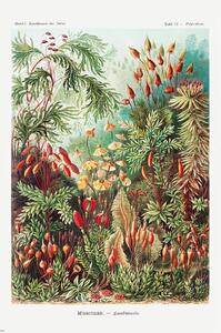 Plakát, Obraz - Ernst Haeckel - Laubmoose, (61 x 91.5 cm)