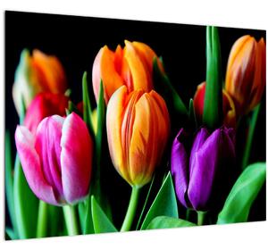 Obraz tulipánů na černém pozadí (70x50 cm)