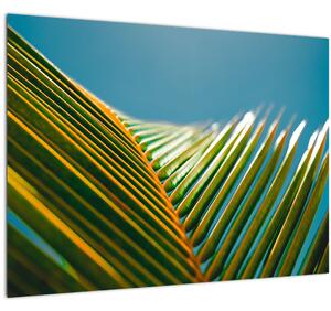 Obraz - Detail palmového listu (70x50 cm)