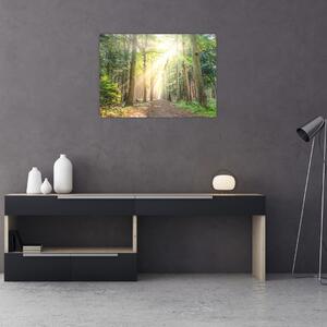 Obraz pěšiny v lese (70x50 cm)