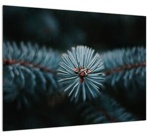 Skleněný obraz větvičky jehličnatého stromu (70x50 cm)