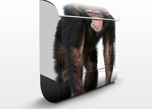 Poštovní schránka s potiskem Attentive Monkey