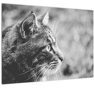 Skleněný obraz - Kočka (70x50 cm)
