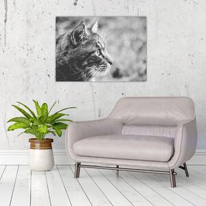 Skleněný obraz - Kočka (70x50 cm)