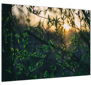 Obraz prosvítajícího slunce skrz větvičky stromů (70x50 cm)