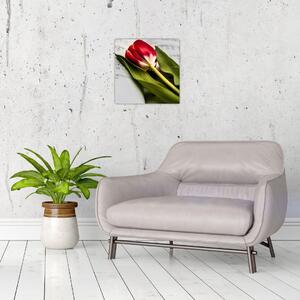 Obraz červeného tulipánu (30x30 cm)