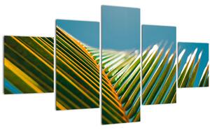 Obraz - Detail palmového listu (125x70 cm)