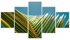 Obraz - Detail palmového listu (125x70 cm)