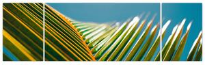 Obraz - Detail palmového listu (170x50 cm)