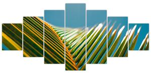 Obraz - Detail palmového listu (210x100 cm)