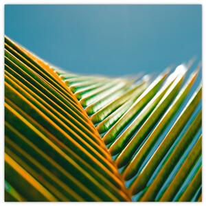 Obraz - Detail palmového listu (30x30 cm)
