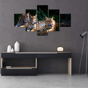 Obraz - Tygří bratři (125x70 cm)