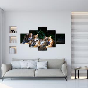Obraz - Tygří bratři (125x70 cm)