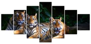Obraz - Tygří bratři (210x100 cm)