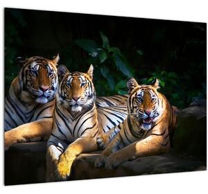 Skleněný obraz - Tygří bratři (70x50 cm)