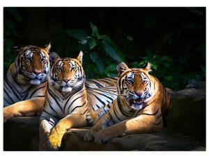 Obraz - Tygří bratři (70x50 cm)