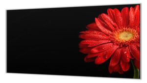 Ochranná deska červený květ gerbery - 40x40cm / S lepením na zeď
