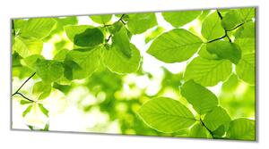 Ochranná deska zelené listí buku - 52x60cm / S lepením na zeď