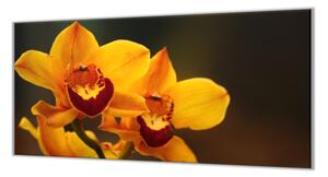Ochranná deska květy sytě žluté orchideje - 40x60cm / Bez lepení na zeď