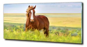 Foto obraz sklo tvrzené Hnědý kůň cz-obglass-125x50-111439137