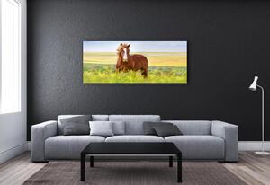 Foto obraz sklo tvrzené Hnědý kůň cz-obglass-125x50-111439137