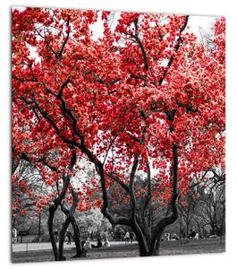 Obraz - Červené stromy, Central Park, New York (30x30 cm)