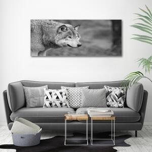 Foto obraz fotografie na skle Šedý vlk cz-obglass-125x50-125421387