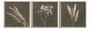 Obrazy v sadě 3 ks 30x30 cm Pampas – Styler